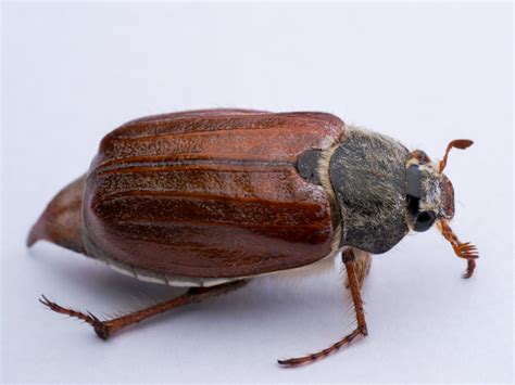 May Beetle or June Bug .
